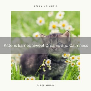 Kittens Earned Sweet Dreams and Calmness - Sleepy Cats