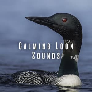 Calming Loon Sounds ASMR - Calming Spirit