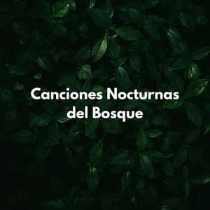Canciones Nocturnas Del Bosque - Bosque ambiental