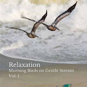 Relaxation: Morning Birds on Gentle Stream Vol. 1 - Sleep Noise Machine