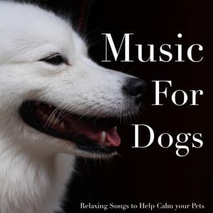 Music For Dogs - Relaxing Songs to Help Calm your Pets - Dog Music Dreams
