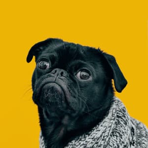 Magnificent Jazz Trio - Ambiance for Cute Dogs - Famous Doggy Music