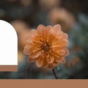 Relaxing Days - Dream Like - Mellow Jazz Beats