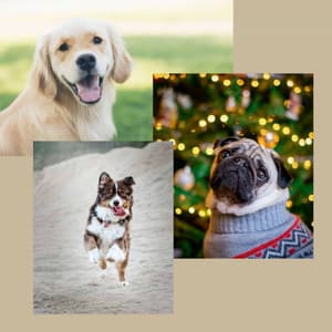 Fun Puppies - Good Dog Music