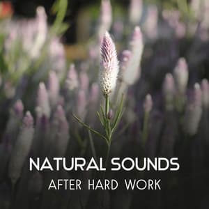 Natural Sounds After Hard Work – Relaxing Music to Calm Down, Reduce Stress After Bad Day, Regeneration Sounds for Brain & Body - Brain Regeneration Oasis