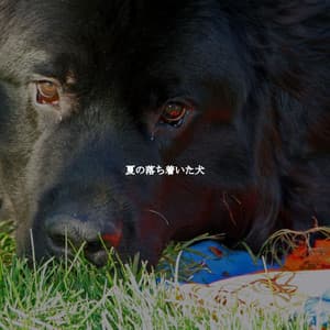 夏の落ち着いた犬 - Elegante Música para Restaurantes
