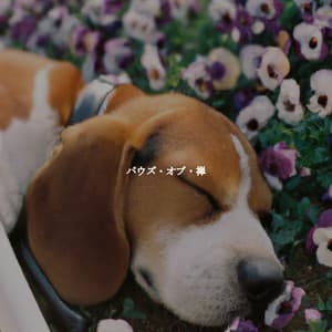 パウズ・オブ・禅 - Musique de Fond Jazz