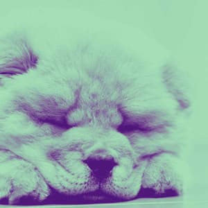 Jazz Piano Duo - Ambiance for Doggo Resting - Separation Anxiety Dog Music