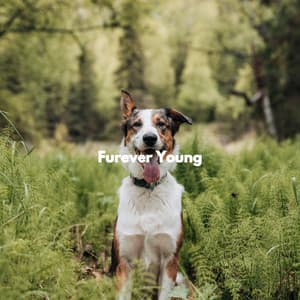 Furever Young - Calming Dog Jazz
