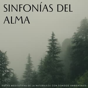 Sinfonías Del Alma: Pistas Meditativas De La Naturaleza Con Sonidos Ambientales - Reiki Consorte de Curación