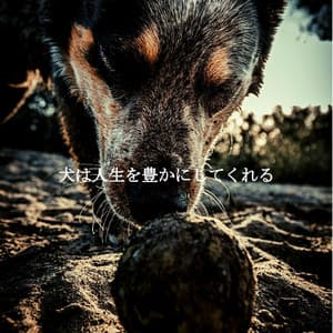 犬は人生を豊かにしてくれる - New York Deluxe Dinner Jazz