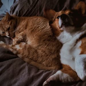 Lofi Pet Moments: Serene Melodies for Furry Friends - lofi stu