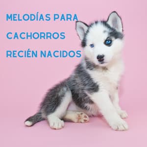 Melodías Para Cachorros Recién Nacidos - Mascotas tranquilas