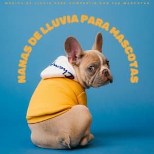 Nanas De Lluvia Para Mascotas: Música De Lluvia Para Compartir Con Tus Mascotas - Música de Concentración