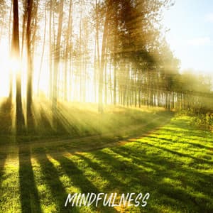 ! ! ! ! ! ! Mindfulness ! ! ! ! ! ! - Forest Sounds