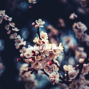 The Joys of a New Season - Bossa Nova Project