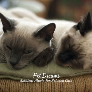 Pet Dreams: Ambient Music for Relaxed Cats - Relaxing Ambients