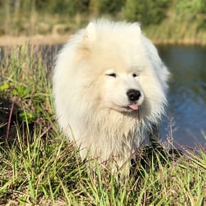 Dog Days Retreat: Jazz Piano Lounge - Piano Jazz Paris