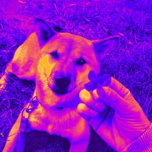 Fantastic Backdrop for Safe Doggies - Dog Sleeping Soundtracks Deluxe