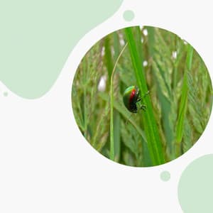 Ballad Jazz - Bgm for Refreshing Spring - Ruhige Morgenmusik Klassiker