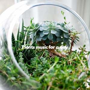 Plants music for a day - Miami Hotel Jazz