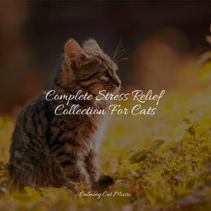 Complete Stress Relief Collection For Cats - Jazz Music Therapy for Cats