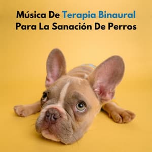 Música De Terapia Binaural Para La Sanación De Perros - Bestia binaural