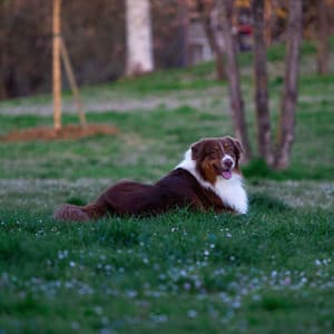 Dogs Chill: Gentle White Noise and Relaxing Harp Melodies - Soft Sounds