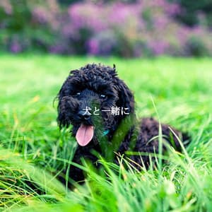 犬と一緒に - Reading Background Music Playlist