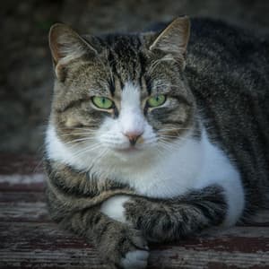 Mew-sic Meditation: Tranquil Tunes for Meditating Cats - Ultimate Cat Relaxation