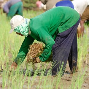 Rainy Productivity: Binaural Sounds for Deep Work Sessions - After Work Chill Out