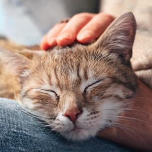 Armonía Perfecta Para Gatos: Música Para Gatos - Calidez Musical