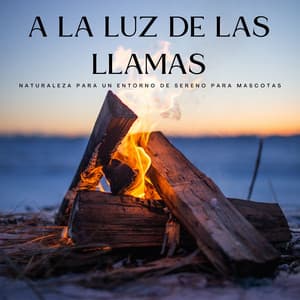Tranquilidad Armónica A La Luz De Las Llamas: Naturaleza Para Un Entorno De Sereno Para Mascotas - Chimenea