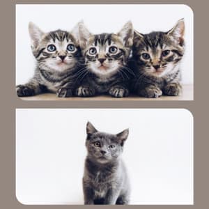 Music for Favorite Kittens - Soprano Sax Solo - Relaxing Music for Cats