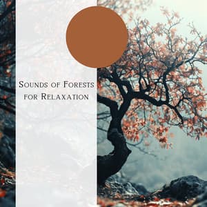 Sounds of Forests for Relaxation - Natural Forest FX