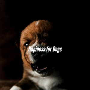 Hapiness for Dogs - Hondenmuziek Luxe