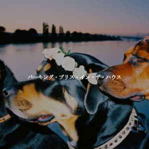 バーキング・ブリス・イン・ザ・ハウス - Música de Elevador Bgm