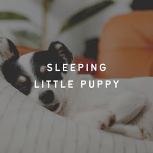 Sleeping Little Puppy - Calm Dog Music