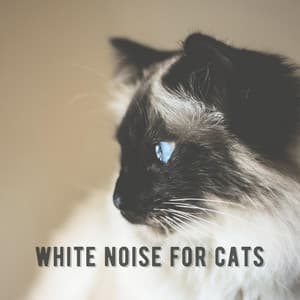 White Noise for Cats - Pet Therapy