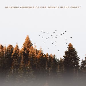 Relaxing Ambience Of Fire Sounds In The Forest - Relating Noises