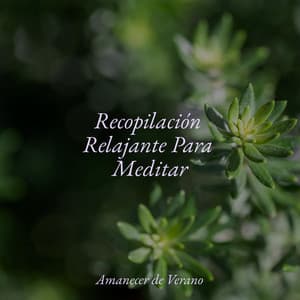 Recopilación Relajante Para Meditar - Relajación Meditar Academie