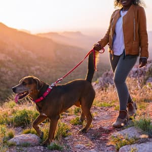 Armonía De Mascotas: Melodías Juguetonas Para Compañeros - Naturaleza gentil