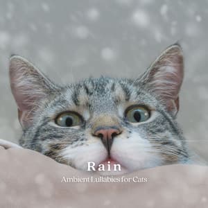 Rain: Ambient Lullabies for Cats - Muggy Forecast