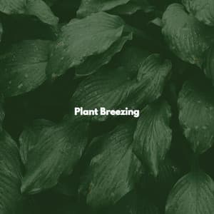 Plant Breezing - University Jazz Cafe