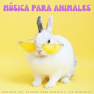 Música Para Animales: Sonidos Del Océano Para Dormir A Tus Mascotas - Canciones para que los perros duerman