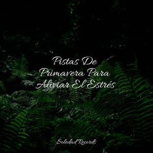 Pistas De Primavera Para Aliviar El Estrés - Fabricantes De Lluvia