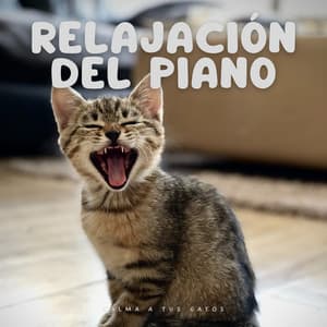 Relajación Del Piano: Calma A Tus Gatos - Gato de piano