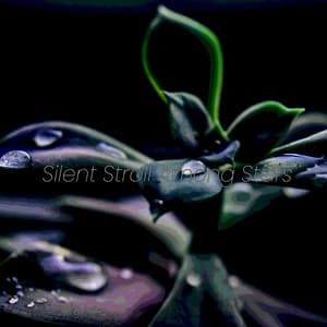 Silent Stroll Among Stars - Solis Reverie