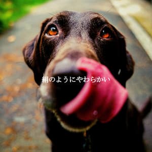 絹のようにやわらかい - Morgen Jazz