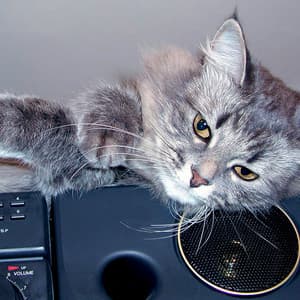 Feline Elegance: Jazz Lounge with Cats - Jazz Chill Out Lounge